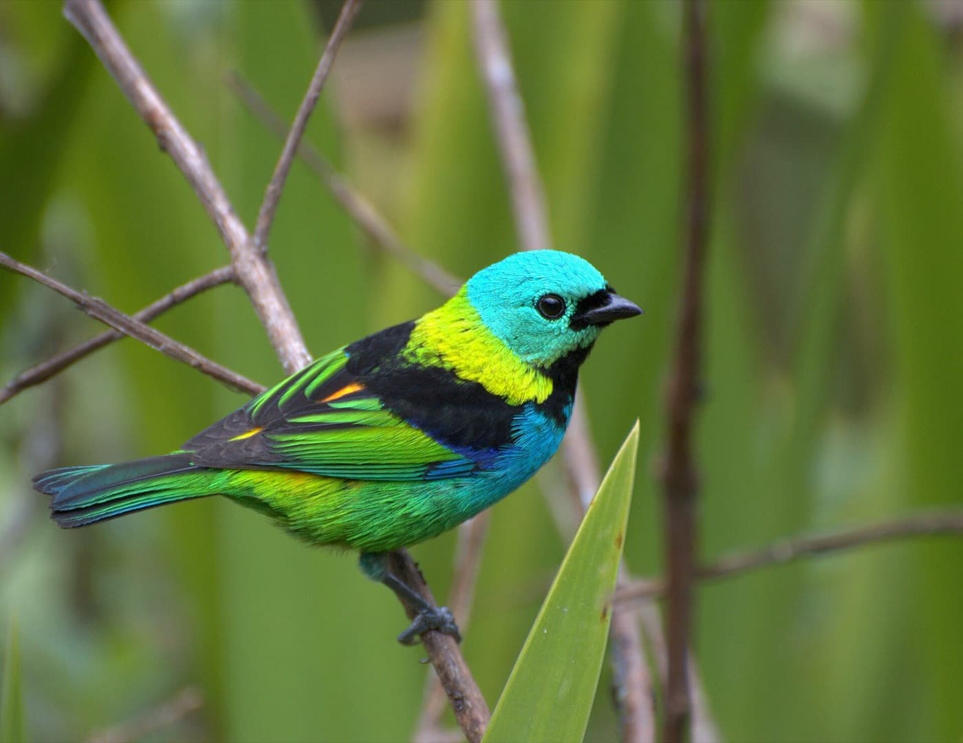 Green-headed tanager (saíra-sete-cores), photographed in Itamambuca.
